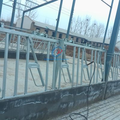 मजबूत इस्पात संरचना गाय का शेड समकालीन इस्पात डेयरी बार्न